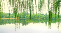 【養(yǎng)生知識(shí)】已入五九，六九將至，五九的養(yǎng)生秘訣，你知道嗎？