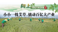 【行業(yè)資訊】向上，特色產(chǎn)業(yè)看河南：南陽(yáng)艾區(qū)域品牌正在叫響！